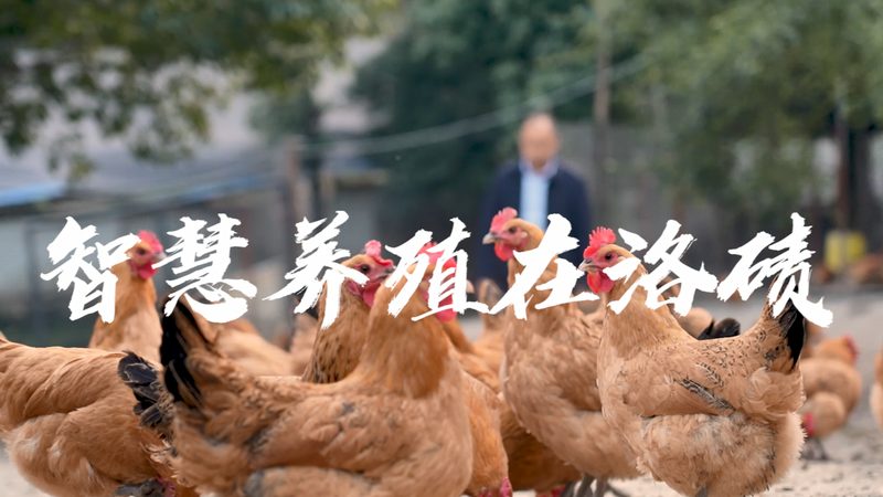 引物合成：揭秘其价格背后的秘密**
